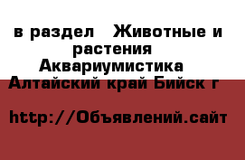  в раздел : Животные и растения » Аквариумистика . Алтайский край,Бийск г.